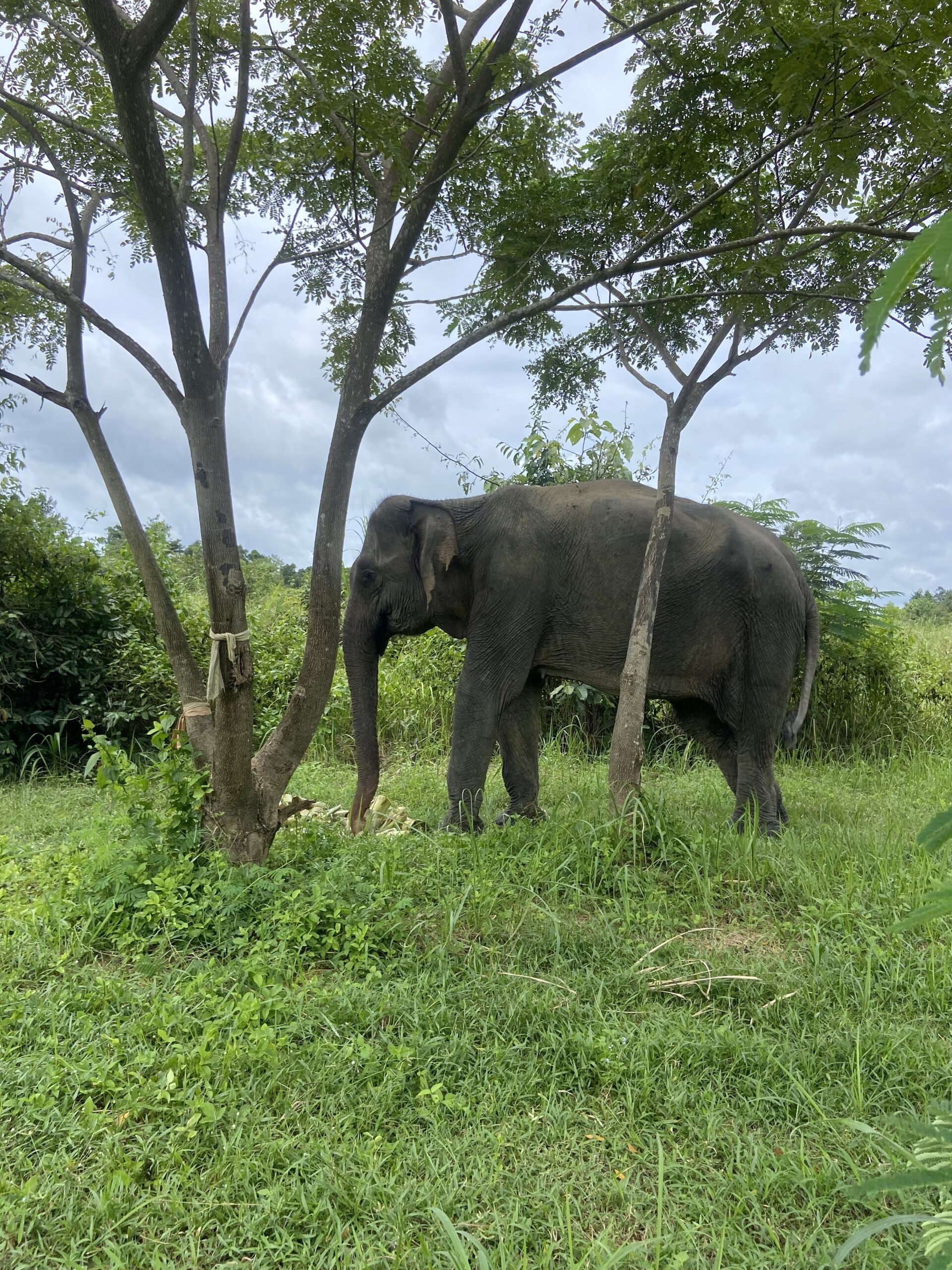 À la rencontre de soi guidé par les éléphants au Cambodge